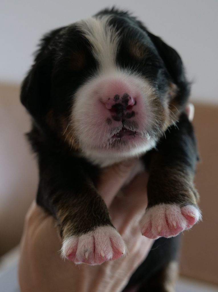 Des Etoiles De La Bourbre - Chiots disponibles - Bouvier Bernois