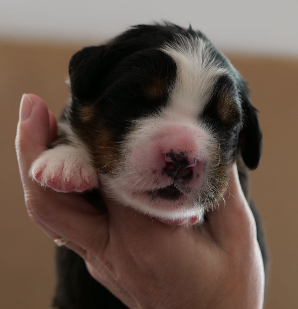 Des Etoiles De La Bourbre - Chiots disponibles - Bouvier Bernois