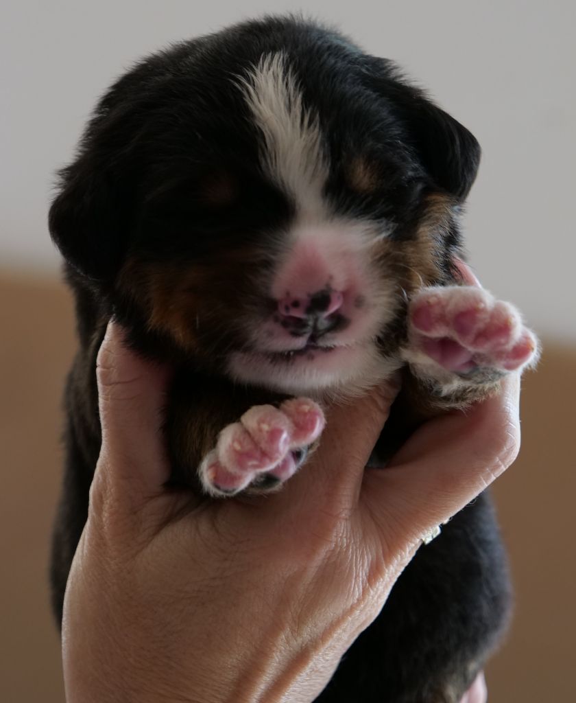 Des Etoiles De La Bourbre - Chiots disponibles - Bouvier Bernois