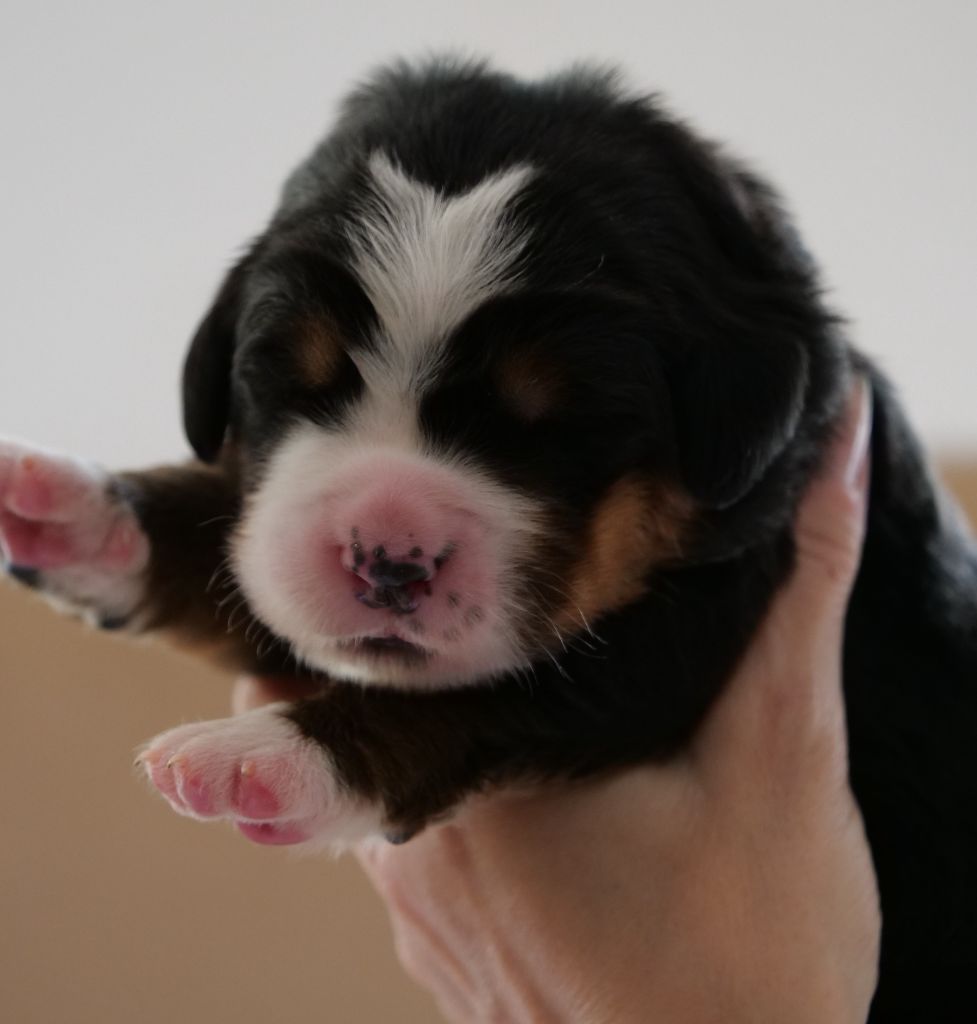 Des Etoiles De La Bourbre - Chiots disponibles - Bouvier Bernois