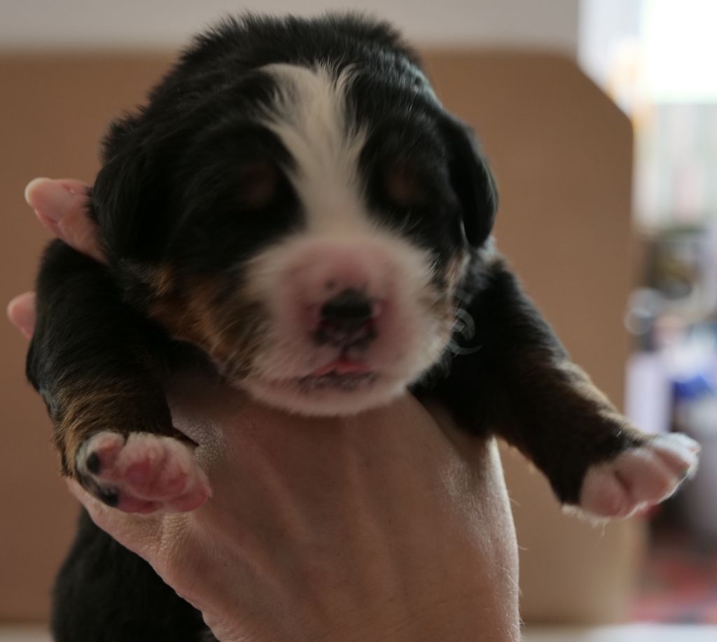 Des Etoiles De La Bourbre - Chiots disponibles - Bouvier Bernois