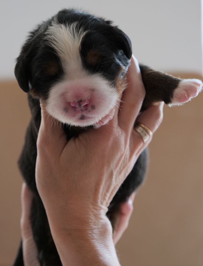 Des Etoiles De La Bourbre - Chiots disponibles - Bouvier Bernois