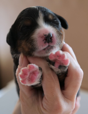 CHIOT