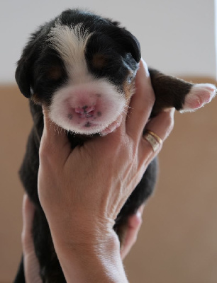 CHIOT