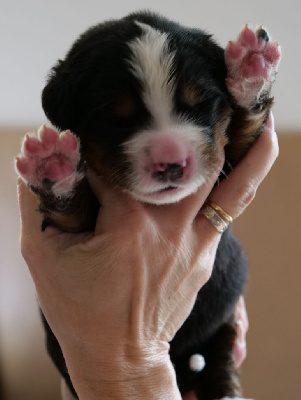 CHIOT