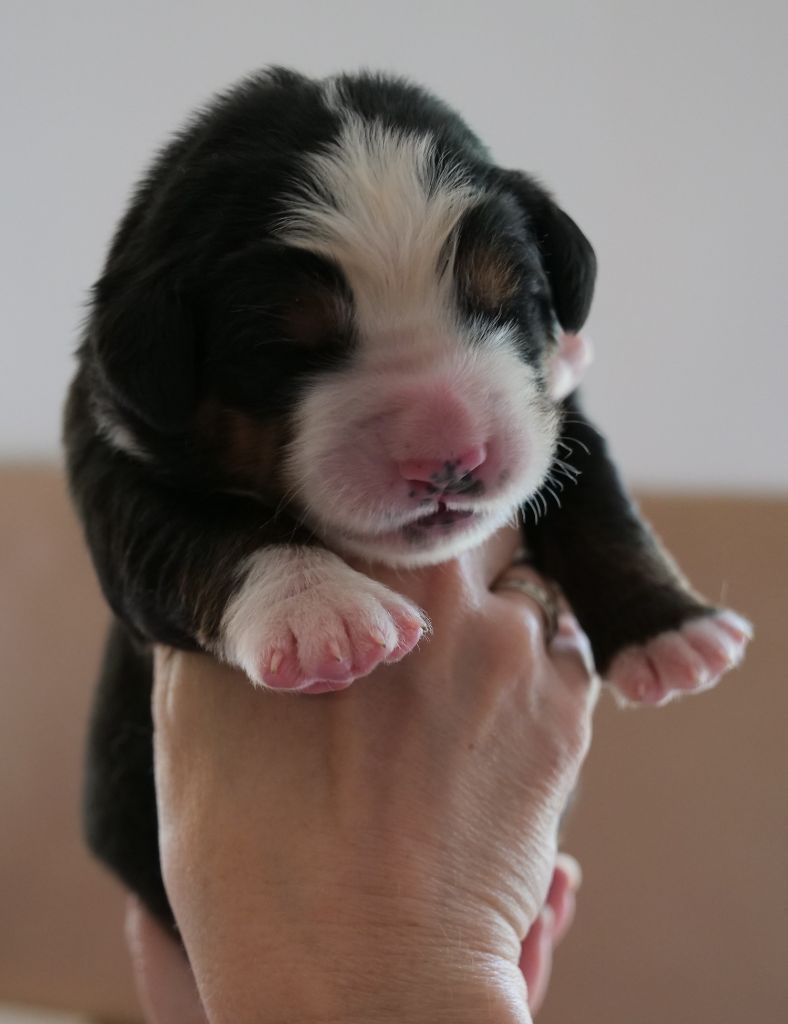 Des Etoiles De La Bourbre - Chiots disponibles - Bouvier Bernois