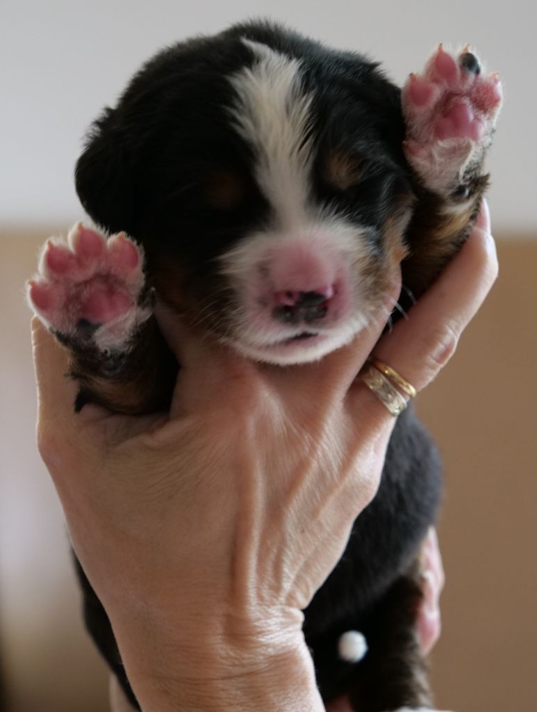 Des Etoiles De La Bourbre - Chiots disponibles - Bouvier Bernois